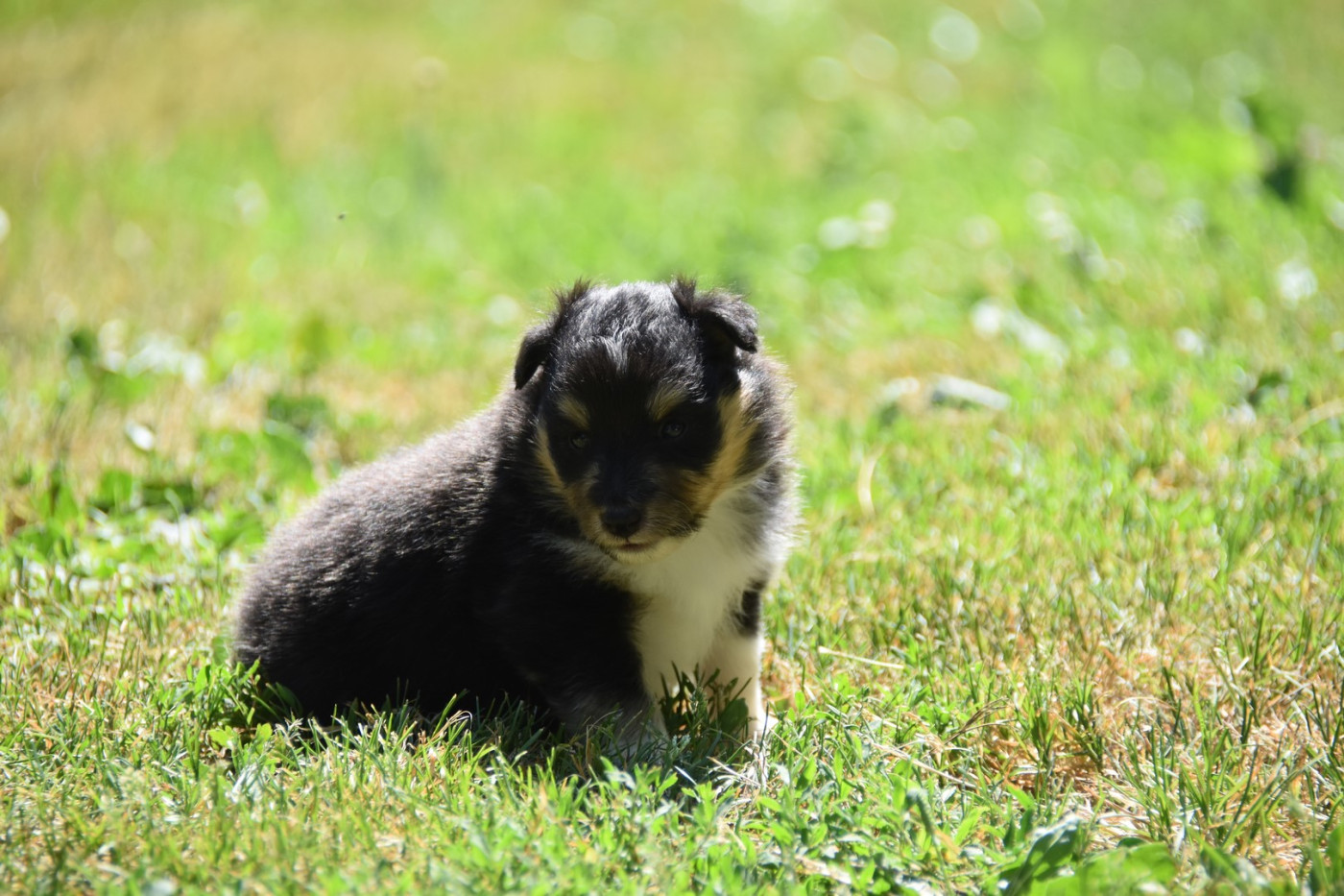 De La Terre De Neaure - Chiots disponibles - Shetland Sheepdog
