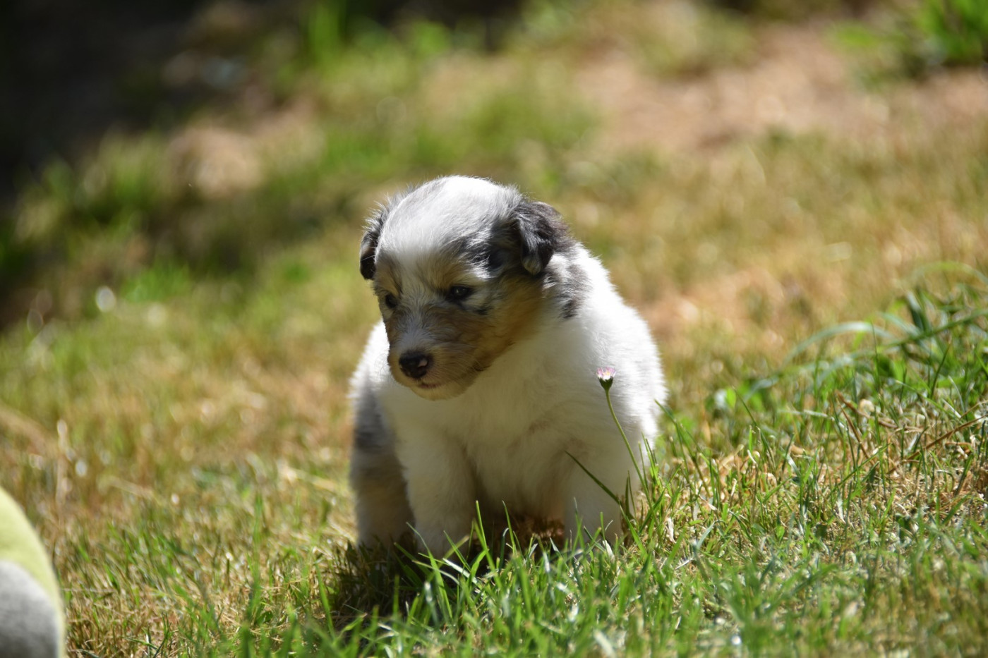 De La Terre De Neaure - Chiots disponibles - Shetland Sheepdog
