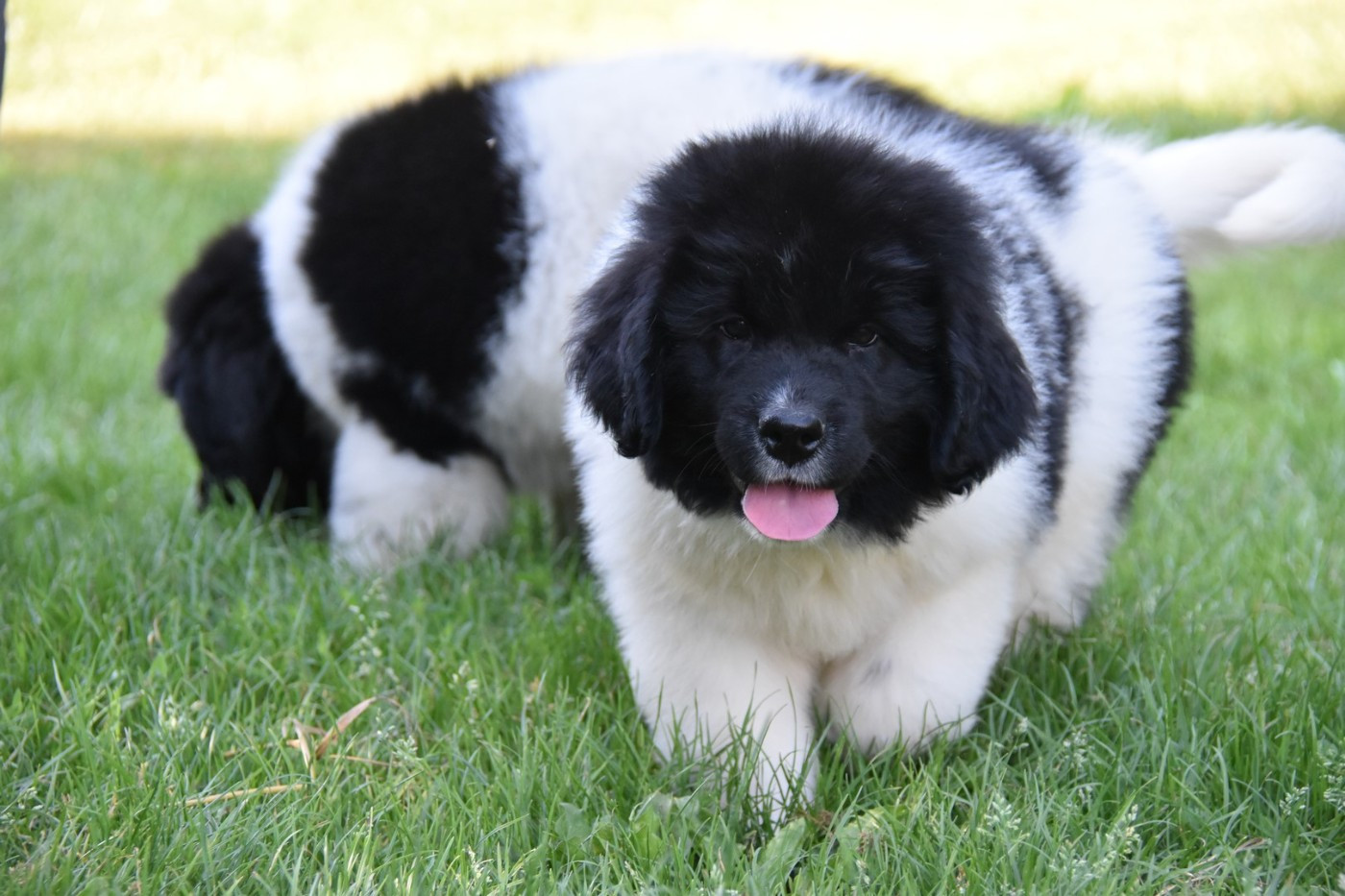 De La Terre De Neaure - Chiots disponibles - Terre-neuve