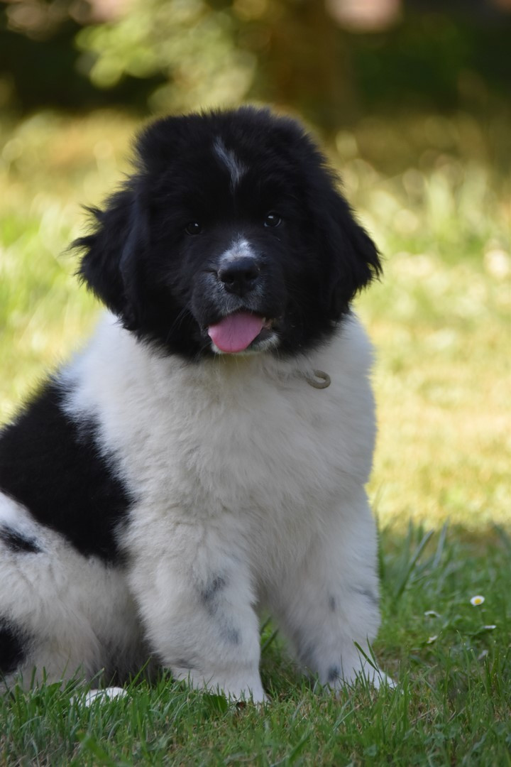 De La Terre De Neaure - Chiots disponibles - Terre-neuve