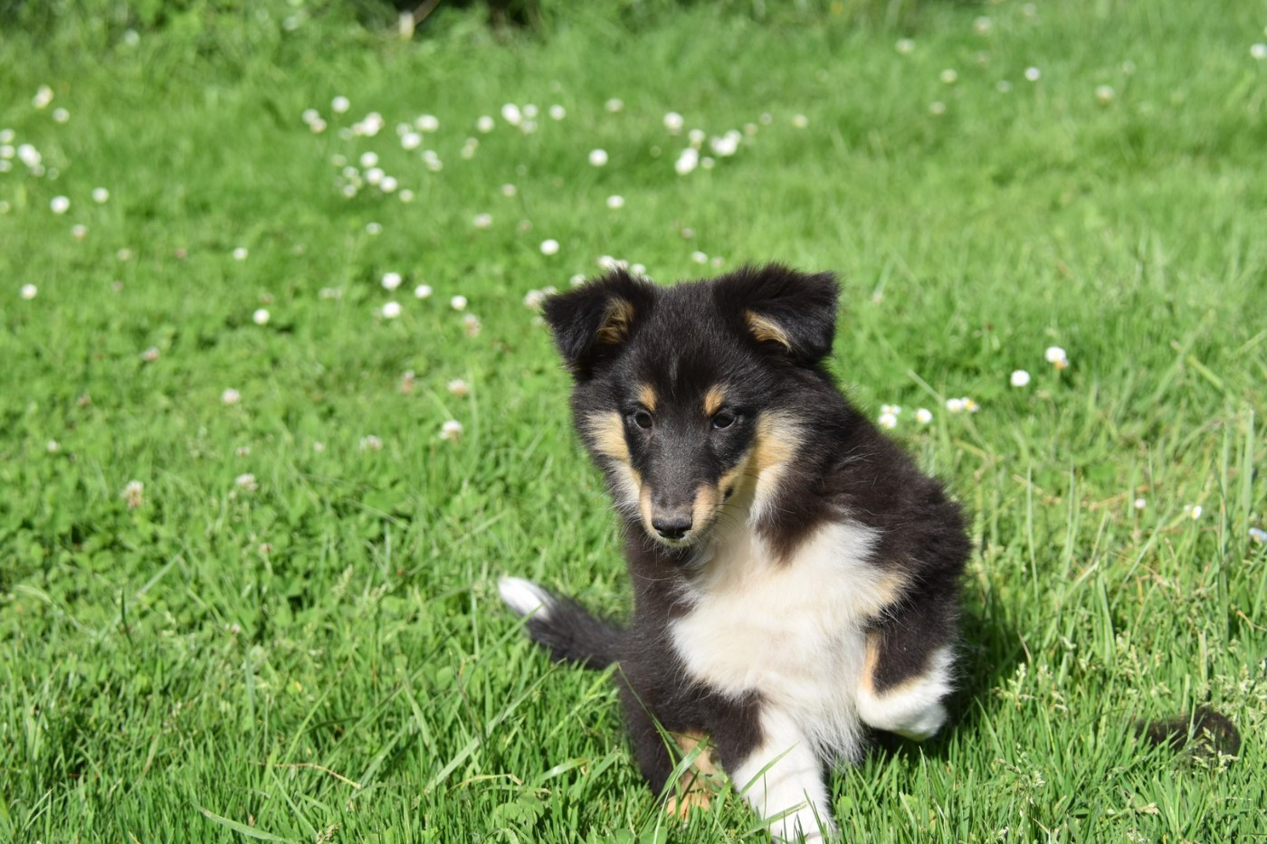 De La Terre De Neaure - Chiots disponibles - Shetland Sheepdog