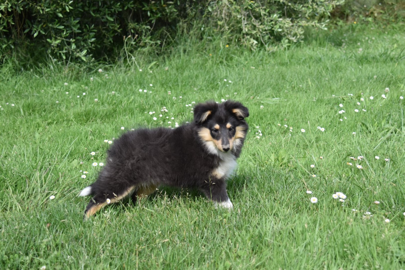 De La Terre De Neaure - Chiots disponibles - Shetland Sheepdog
