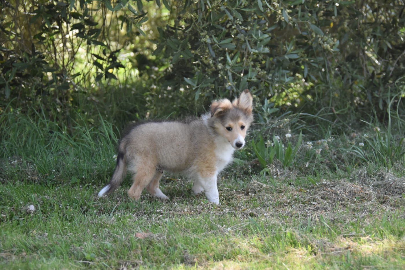 De La Terre De Neaure - Chiots disponibles - Shetland Sheepdog