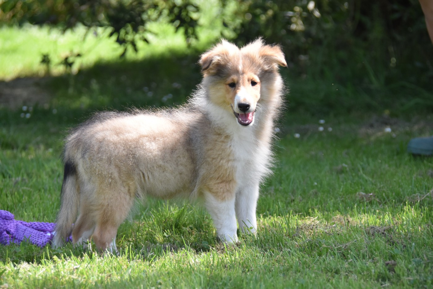 De La Terre De Neaure - Chiots disponibles - Shetland Sheepdog