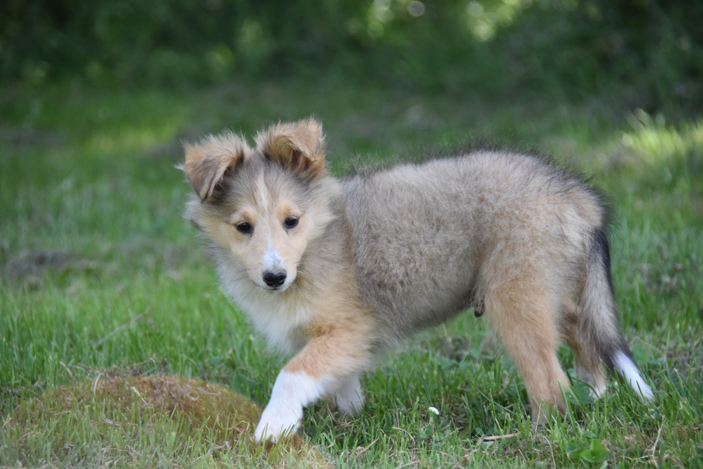 De La Terre De Neaure - Chiots disponibles - Shetland Sheepdog