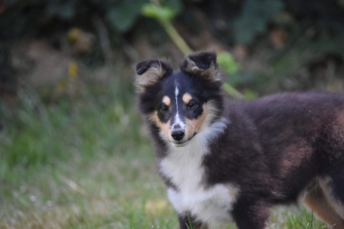De La Terre De Neaure - Chiots disponibles - Shetland Sheepdog