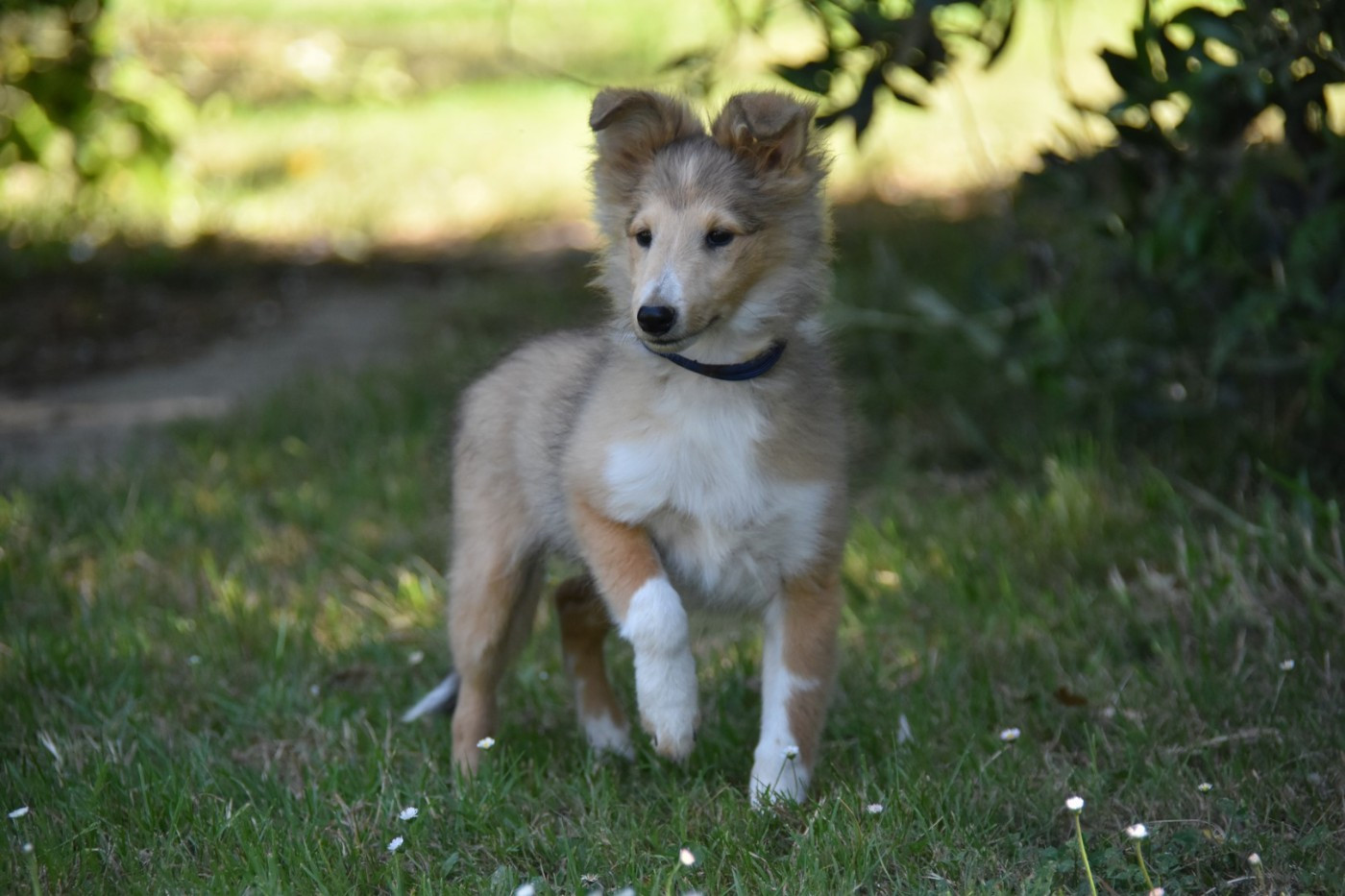 De La Terre De Neaure - Chiots disponibles - Shetland Sheepdog