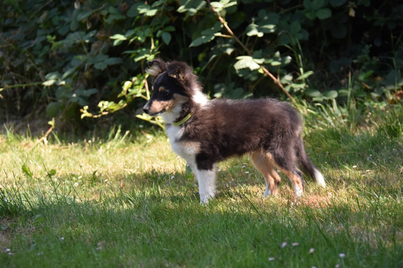 De La Terre De Neaure - Chiots disponibles - Shetland Sheepdog