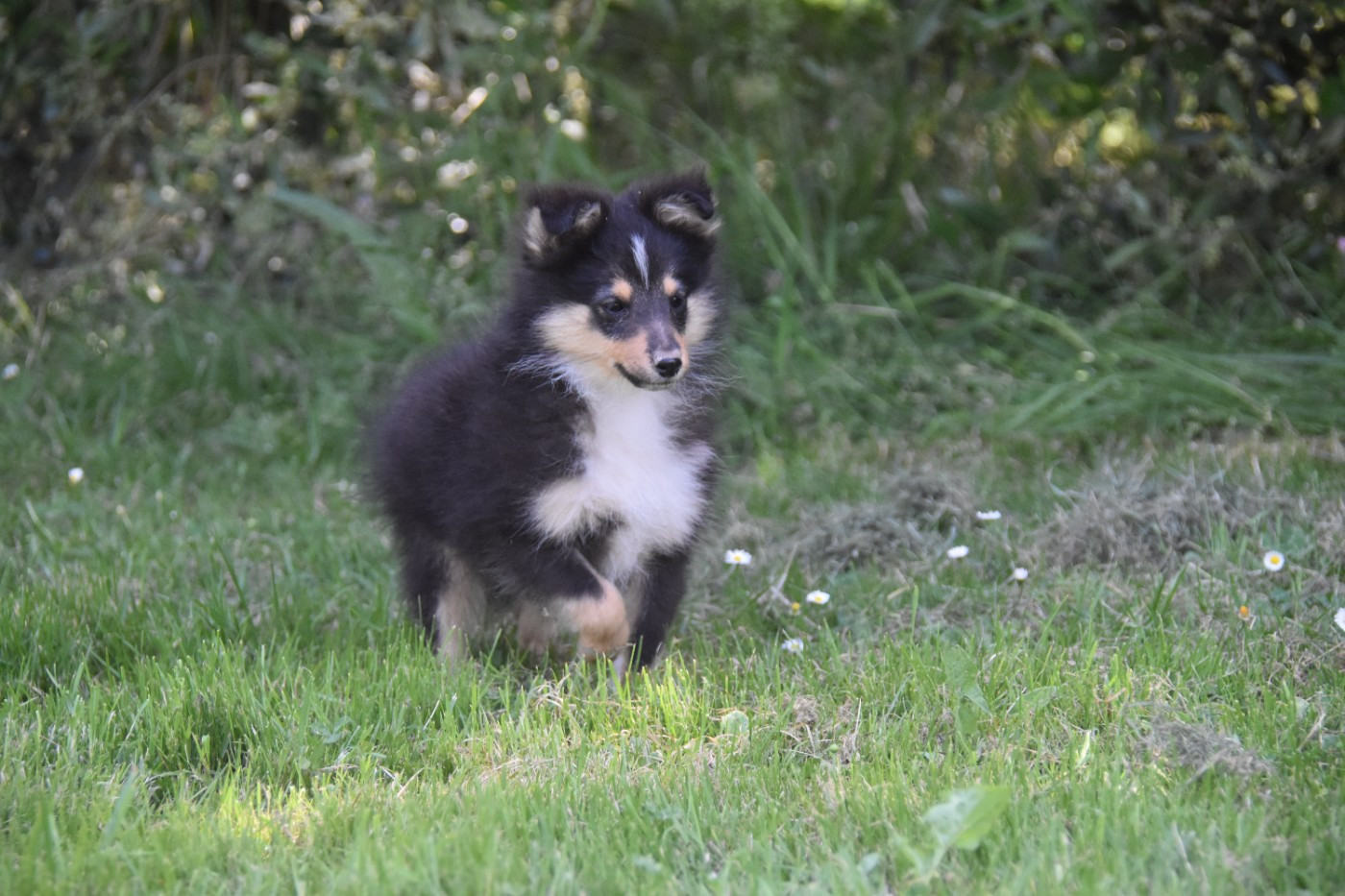 De La Terre De Neaure - Chiots disponibles - Shetland Sheepdog