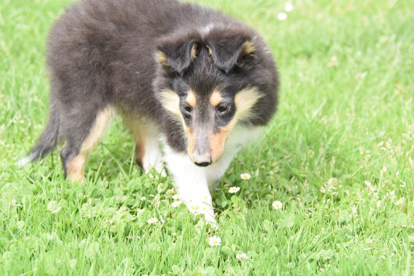 De La Terre De Neaure - Chiots disponibles - Shetland Sheepdog