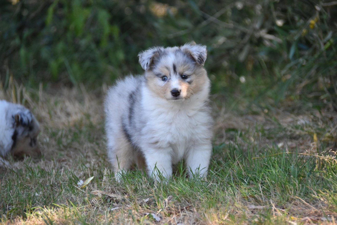 De La Terre De Neaure - Chiots disponibles - Shetland Sheepdog