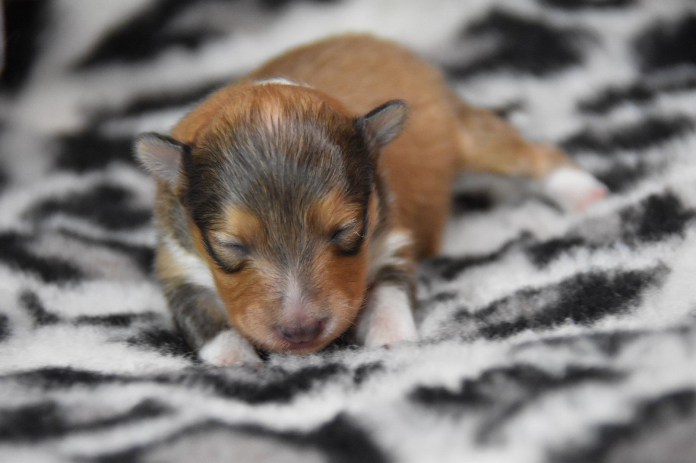 De La Terre De Neaure - Chiots disponibles - Shetland Sheepdog