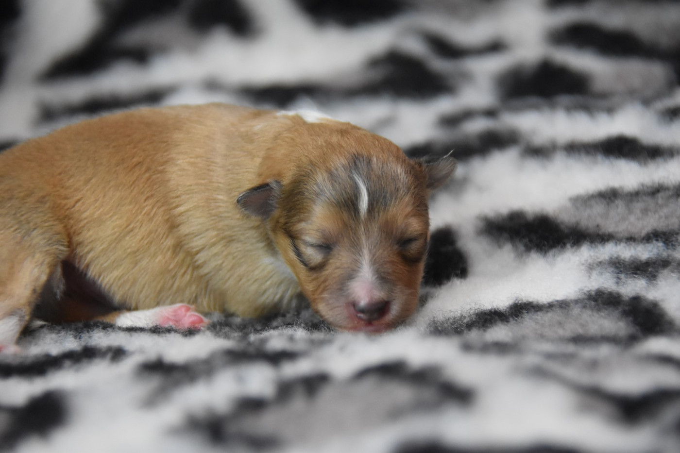 De La Terre De Neaure - Chiots disponibles - Shetland Sheepdog