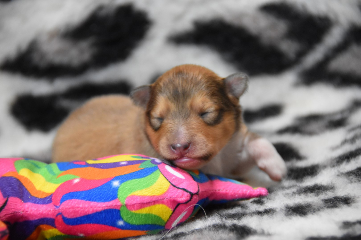 De La Terre De Neaure - Chiots disponibles - Shetland Sheepdog