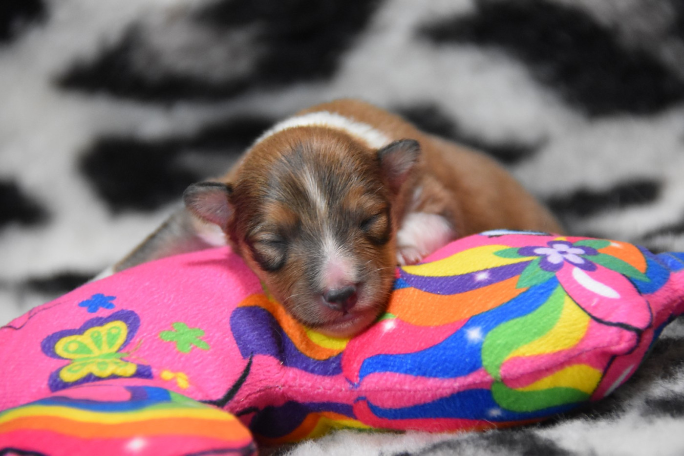 De La Terre De Neaure - Chiots disponibles - Shetland Sheepdog