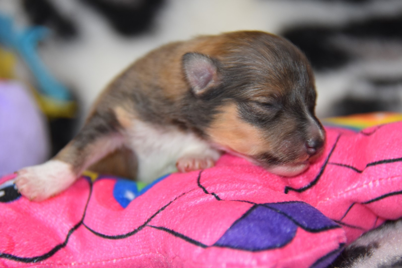De La Terre De Neaure - Chiots disponibles - Shetland Sheepdog