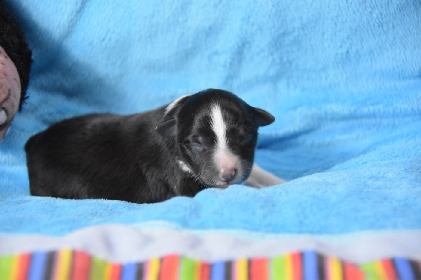 De La Terre De Neaure - Chiots disponibles - Shetland Sheepdog