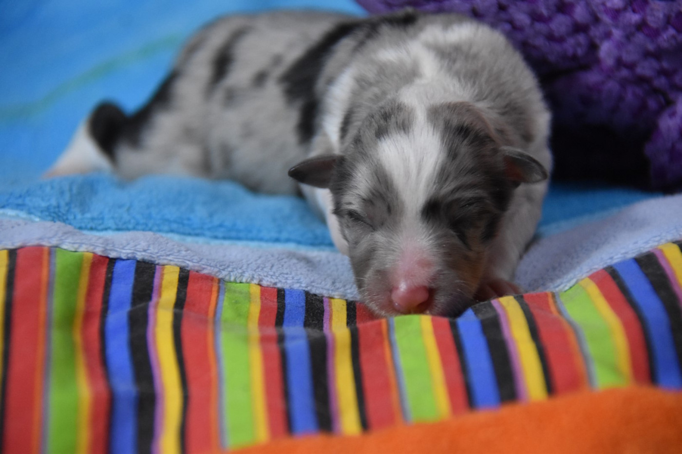 De La Terre De Neaure - Chiots disponibles - Shetland Sheepdog