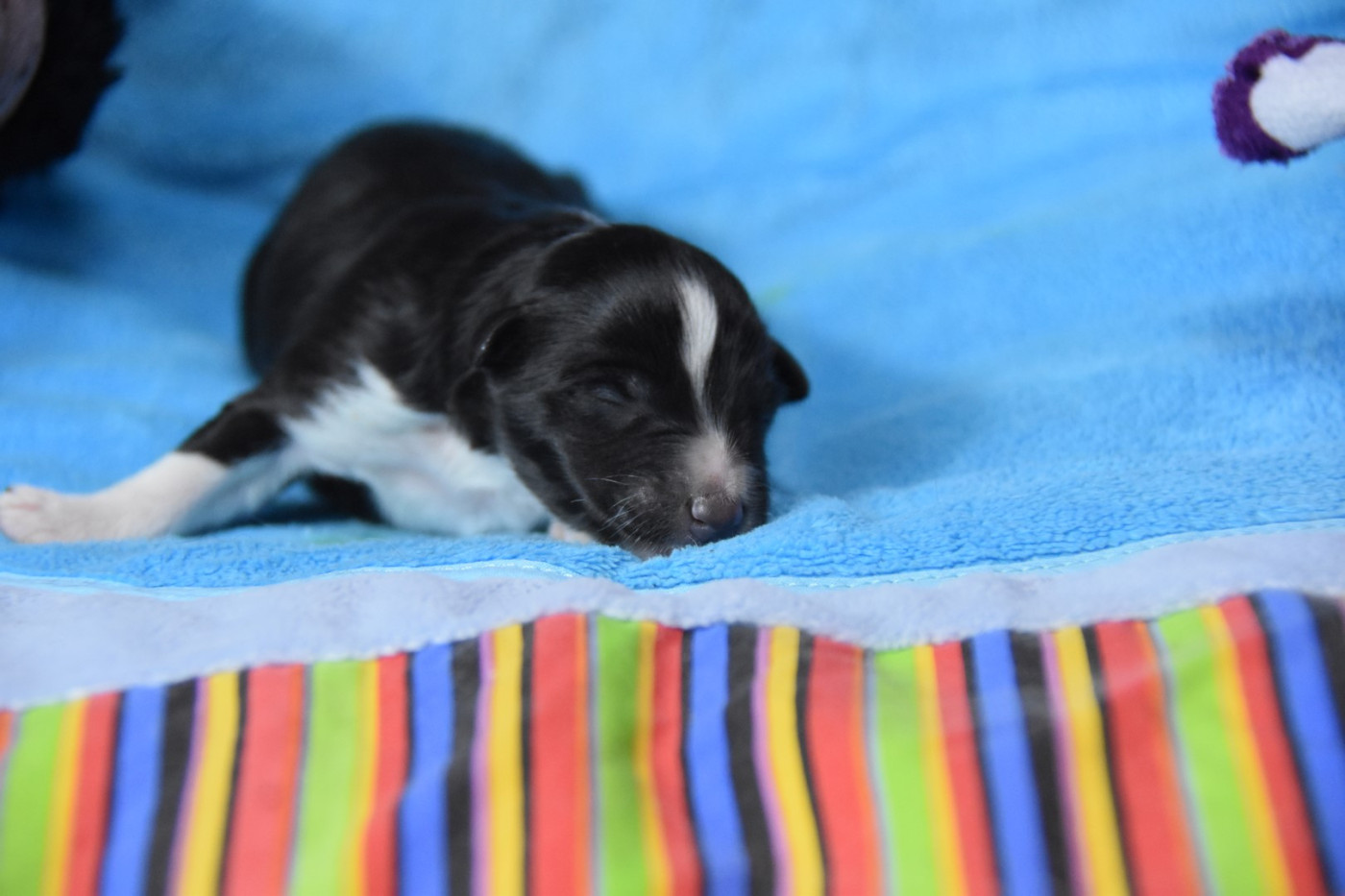 De La Terre De Neaure - Chiots disponibles - Shetland Sheepdog