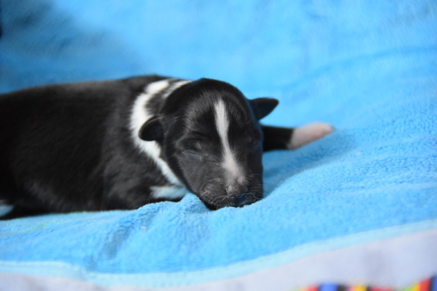 De La Terre De Neaure - Chiots disponibles - Shetland Sheepdog