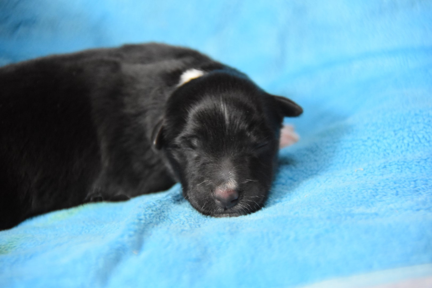 De La Terre De Neaure - Chiots disponibles - Shetland Sheepdog