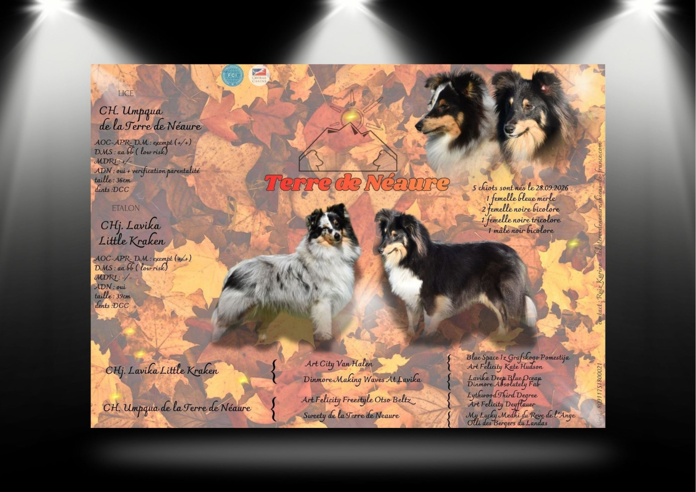 De La Terre De Neaure - Shetland Sheepdog - Portée née le 28/09/2026