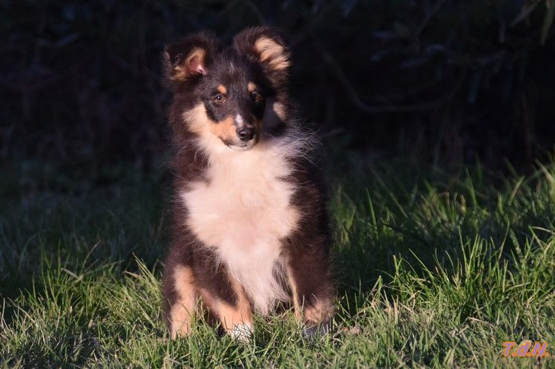 De La Terre De Neaure - Chiots disponibles - Shetland Sheepdog