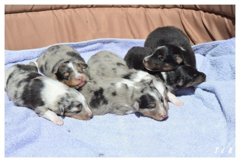 De La Terre De Neaure - Shetland Sheepdog - Portée née le 10/07/2016