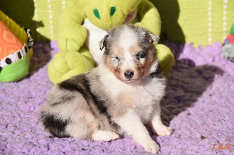 De La Terre De Neaure - Chiots disponibles - Shetland Sheepdog