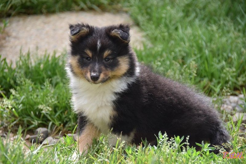 De La Terre De Neaure - Chiots disponibles - Shetland Sheepdog
