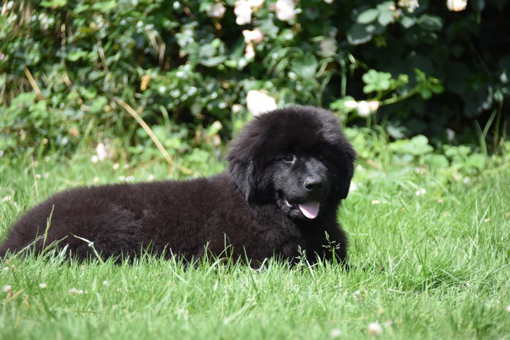 De La Terre De Neaure - Chiots disponibles - Terre-neuve