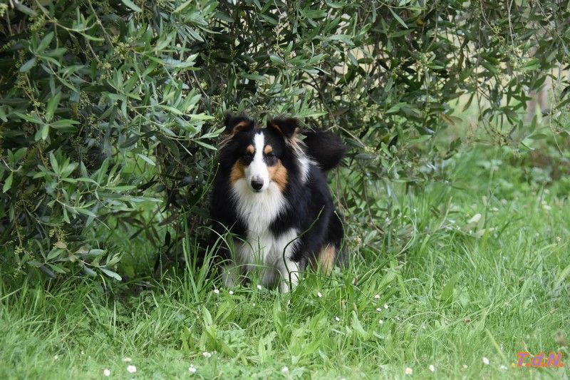 De La Terre De Neaure - Shetland Sheepdog - Portée née le 04/10/2024