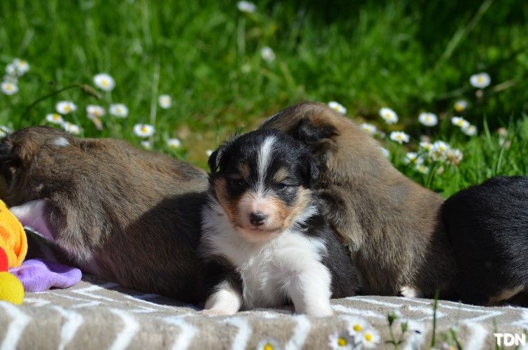 De La Terre De Neaure - Shetland Sheepdog - Portée née le 30/04/2021