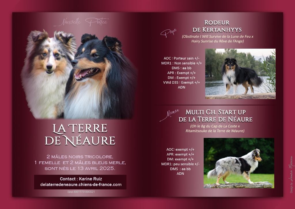 De La Terre De Neaure - Shetland Sheepdog - Portée née le 13/04/2025
