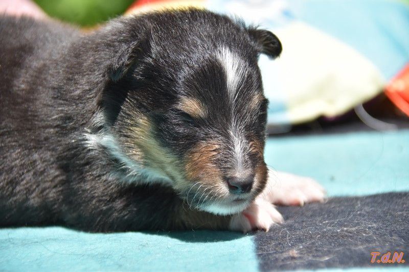 De La Terre De Neaure - Chiots disponibles - Shetland Sheepdog