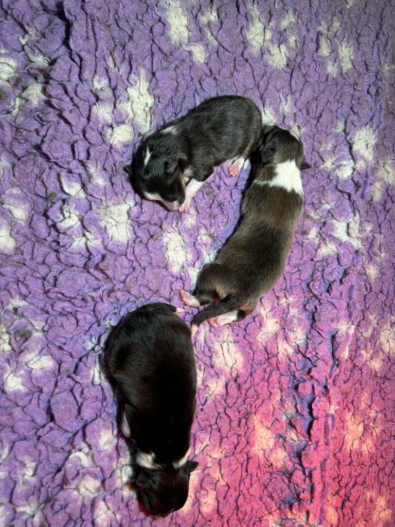 Chiot Shetland Sheepdog De La Terre De Neaure