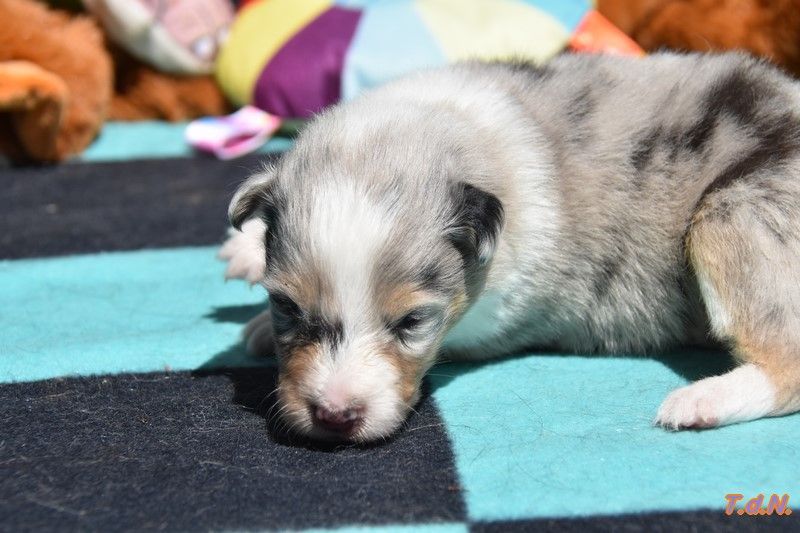 De La Terre De Neaure - Chiots disponibles - Shetland Sheepdog