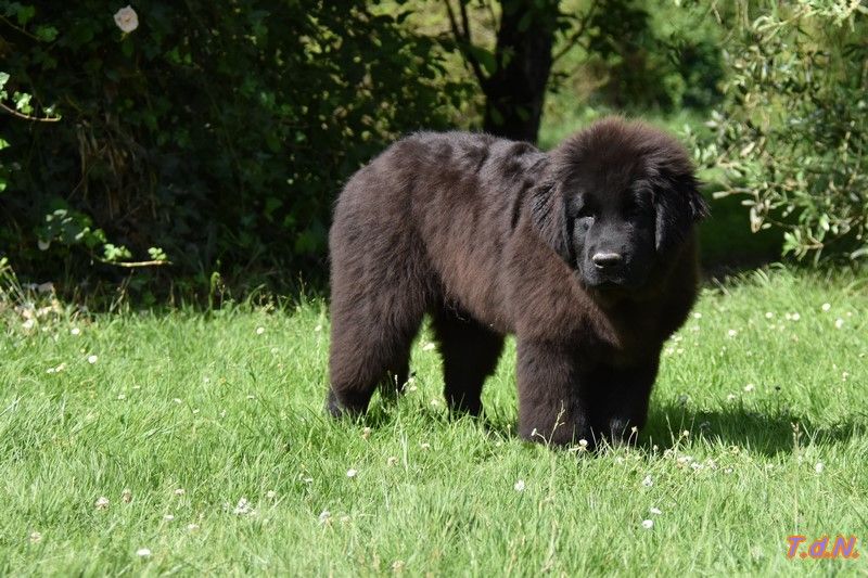 De La Terre De Neaure - Chiots disponibles - Terre-neuve