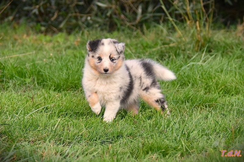 De La Terre De Neaure - Chiots disponibles - Shetland Sheepdog