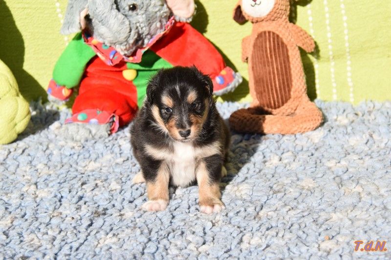 De La Terre De Neaure - Chiots disponibles - Shetland Sheepdog