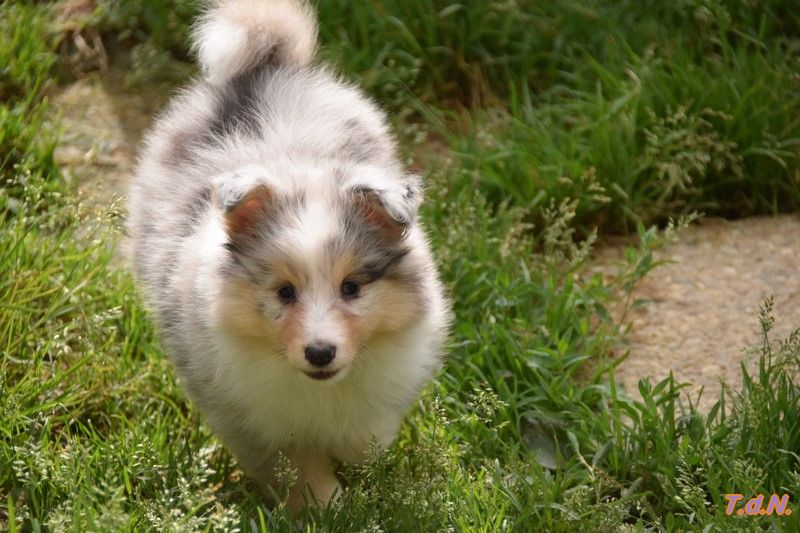 De La Terre De Neaure - Chiots disponibles - Shetland Sheepdog