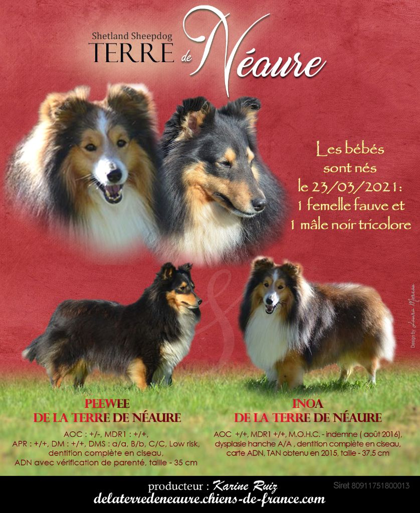 De La Terre De Neaure - Shetland Sheepdog - Portée née le 23/03/2021