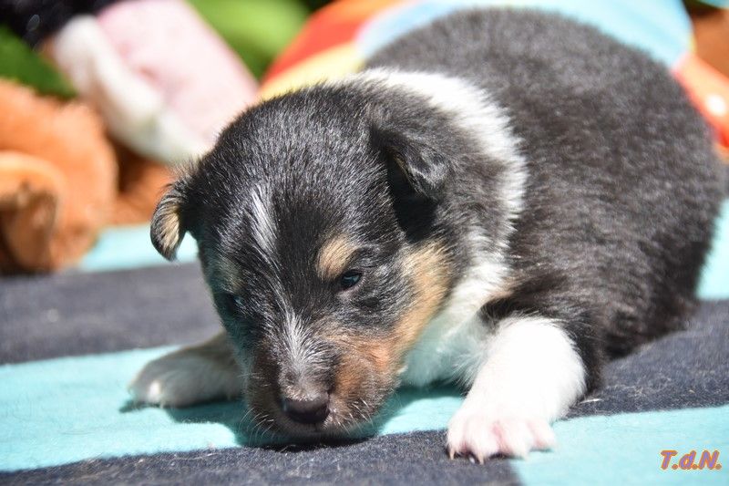 De La Terre De Neaure - Chiots disponibles - Shetland Sheepdog