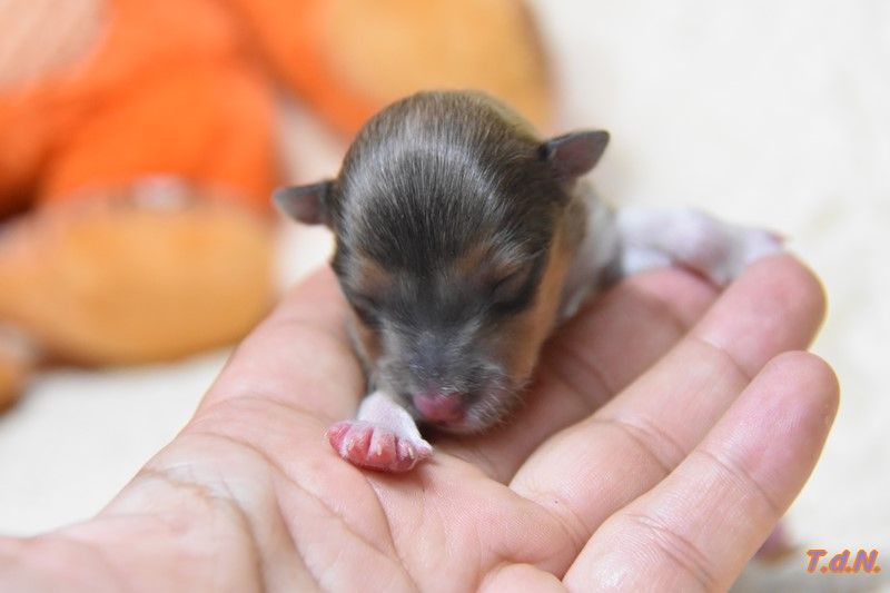 De La Terre De Neaure - Chiots disponibles - Shetland Sheepdog