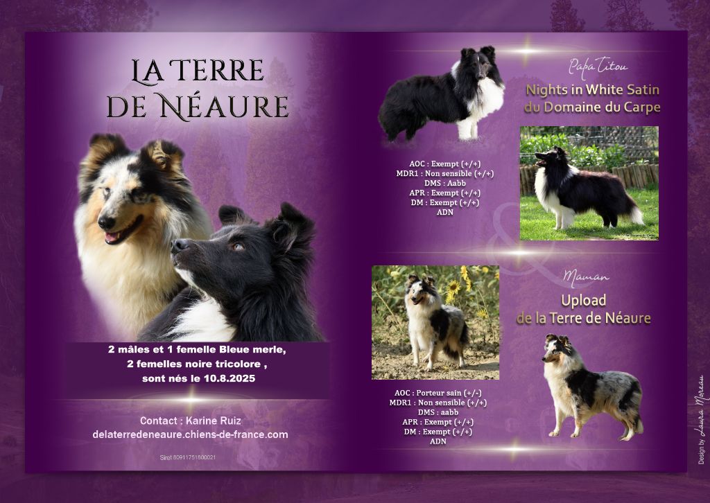De La Terre De Neaure - Shetland Sheepdog - Portée née le 10/08/2025