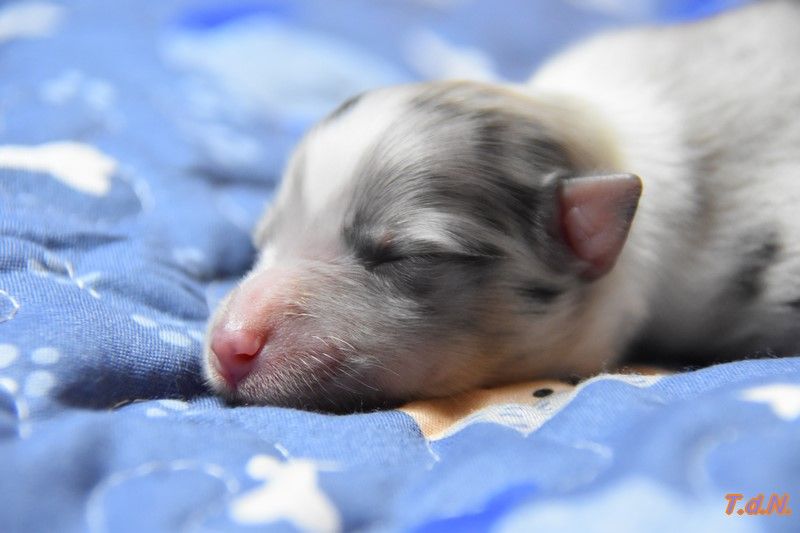 De La Terre De Neaure - Chiots disponibles - Shetland Sheepdog