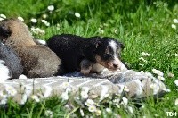CHIOT