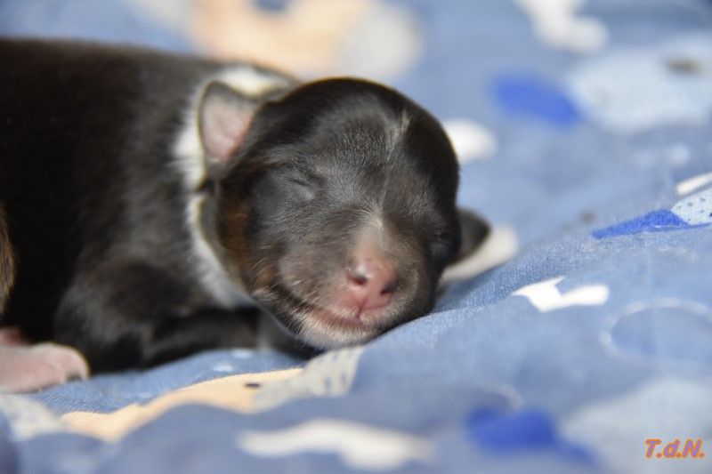 De La Terre De Neaure - Chiots disponibles - Shetland Sheepdog