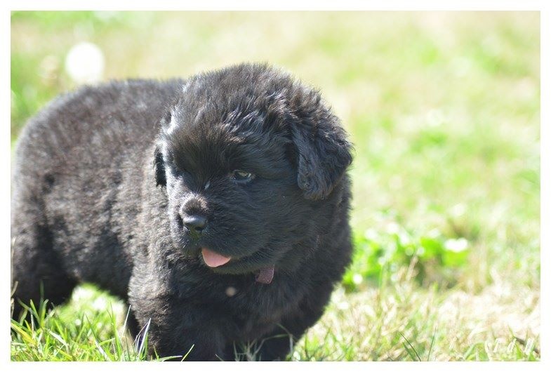 De La Terre De Neaure - Terre-neuve - Portée née le 20/07/2015