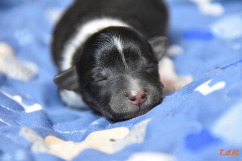 De La Terre De Neaure - Chiots disponibles - Shetland Sheepdog